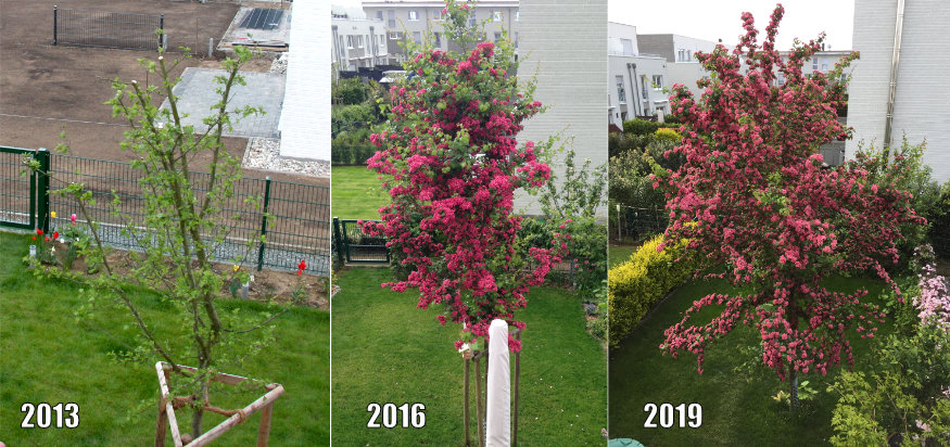 Ein Rotdorn in den Jahren 2013, 2016 und 2019